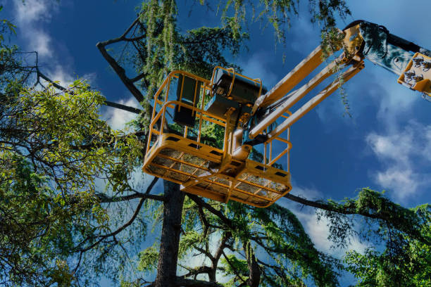 Reliable Collinsville, TX Tree Removal Solutions