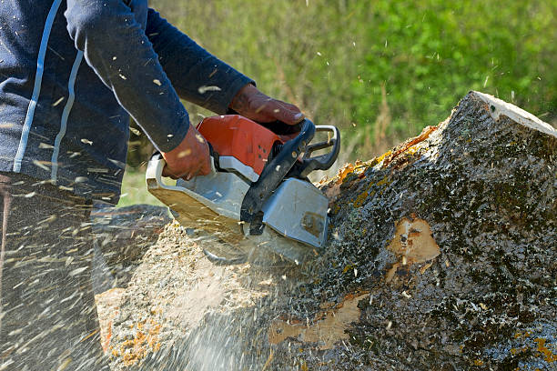 How Our Tree Care Process Works  in  Collinsville, TX